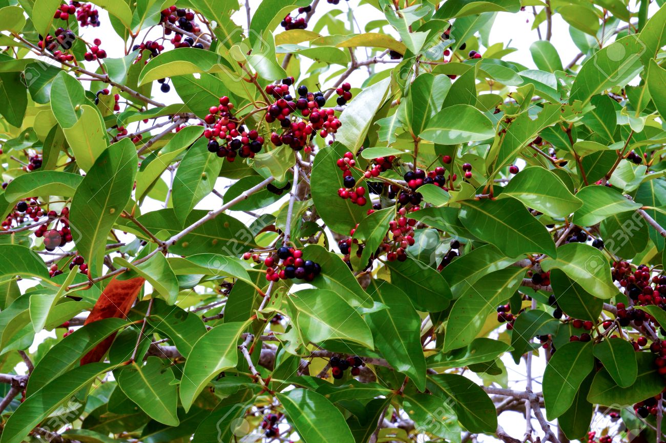 Syzygium Cumini