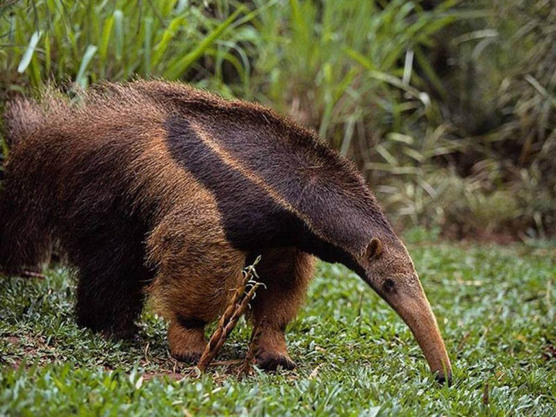 Tamanduá Comendo no Mato