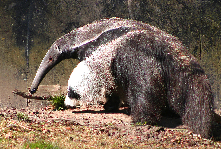 Tamanduá Gigante