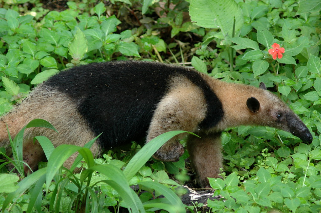 Tamanduá Mexicano