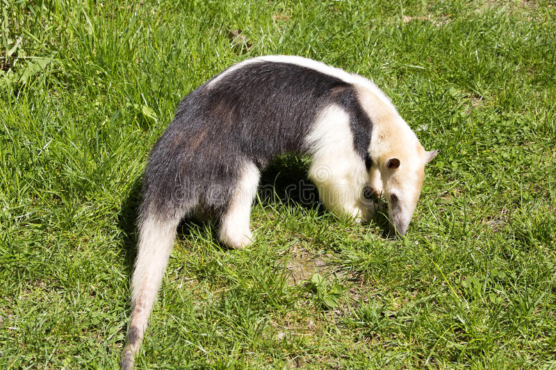 Tamanduá do Sul