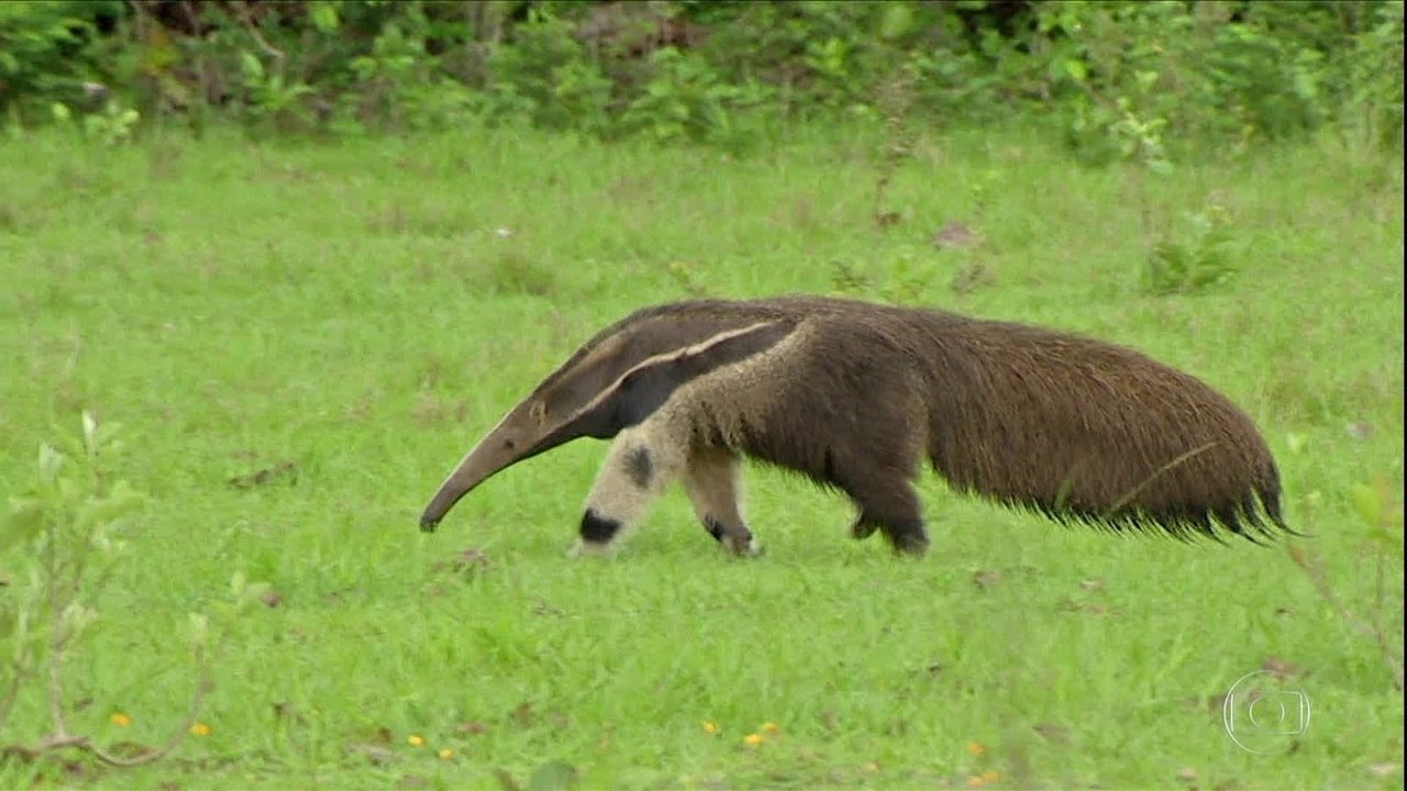 Tamanduá Andando na Grama 