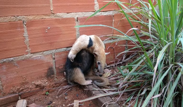 Tamanduá do Norte Flagrado em um Quintal 