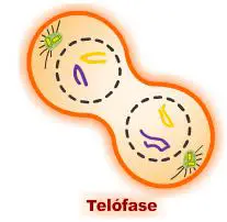Telófase
