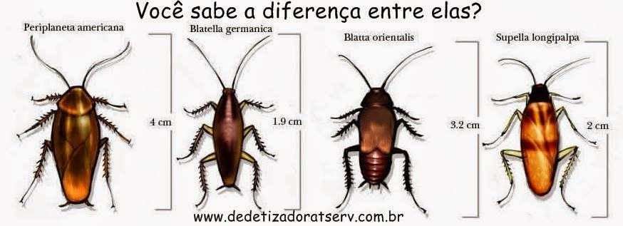 Tipos de Baratas