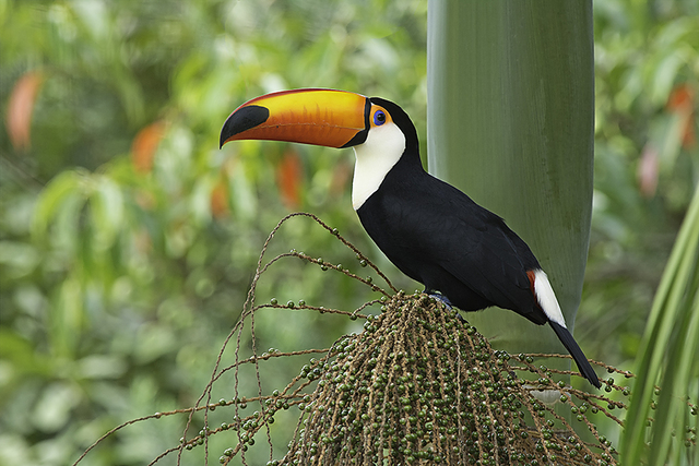 Tocano Rhamphastidae