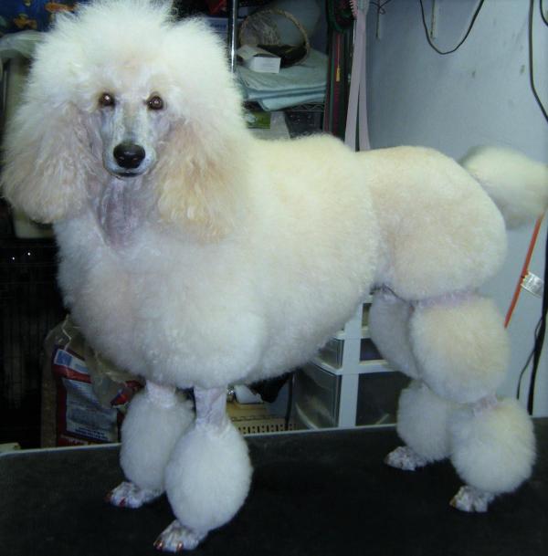 Tosa Para Poodle