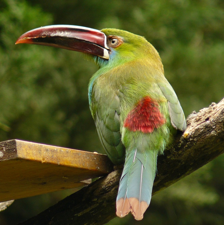 Toucanet Carmesim-Rumped: Características, Habitat e Fotos