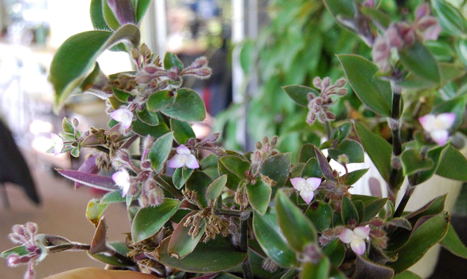 Tradescantia Blossfeldiana