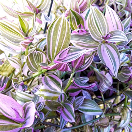 Tradescantia