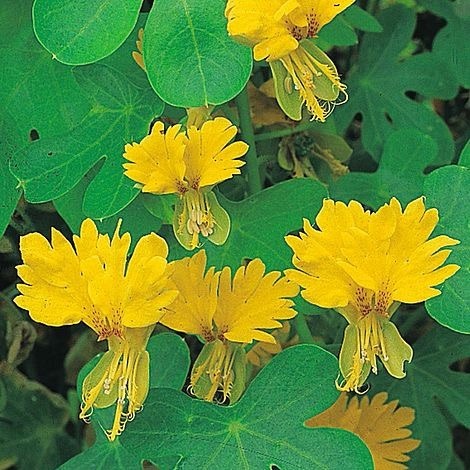 Tropaeolum Peregrinum