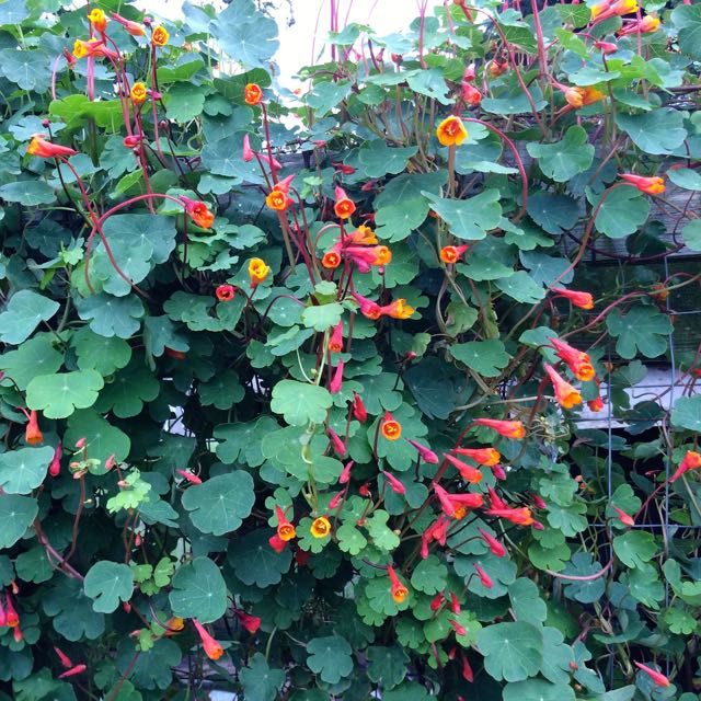 Tropaeolum Tuberosum