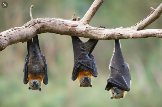 Três Morcegos Gigantes de Cabeça Para Baixo na Árvore