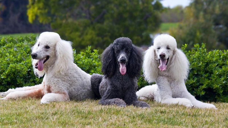 Três Poodles na Grama  