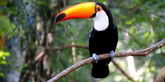 Tudo Sobre O Tucano – Características, Nome Científico E Fotos! | Mundo ...