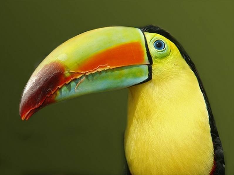 Tucano Celeste ou Terlaque Pechiazul: Características e Fotos