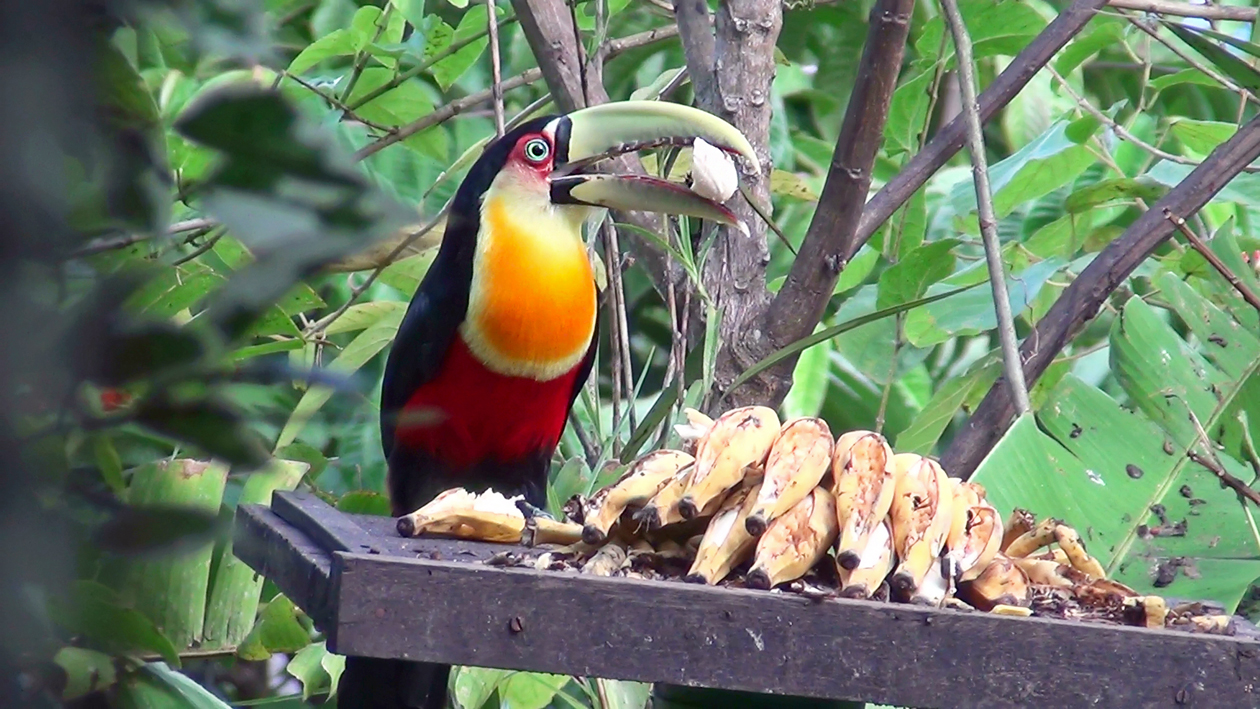 Tucano Comendo Banana 