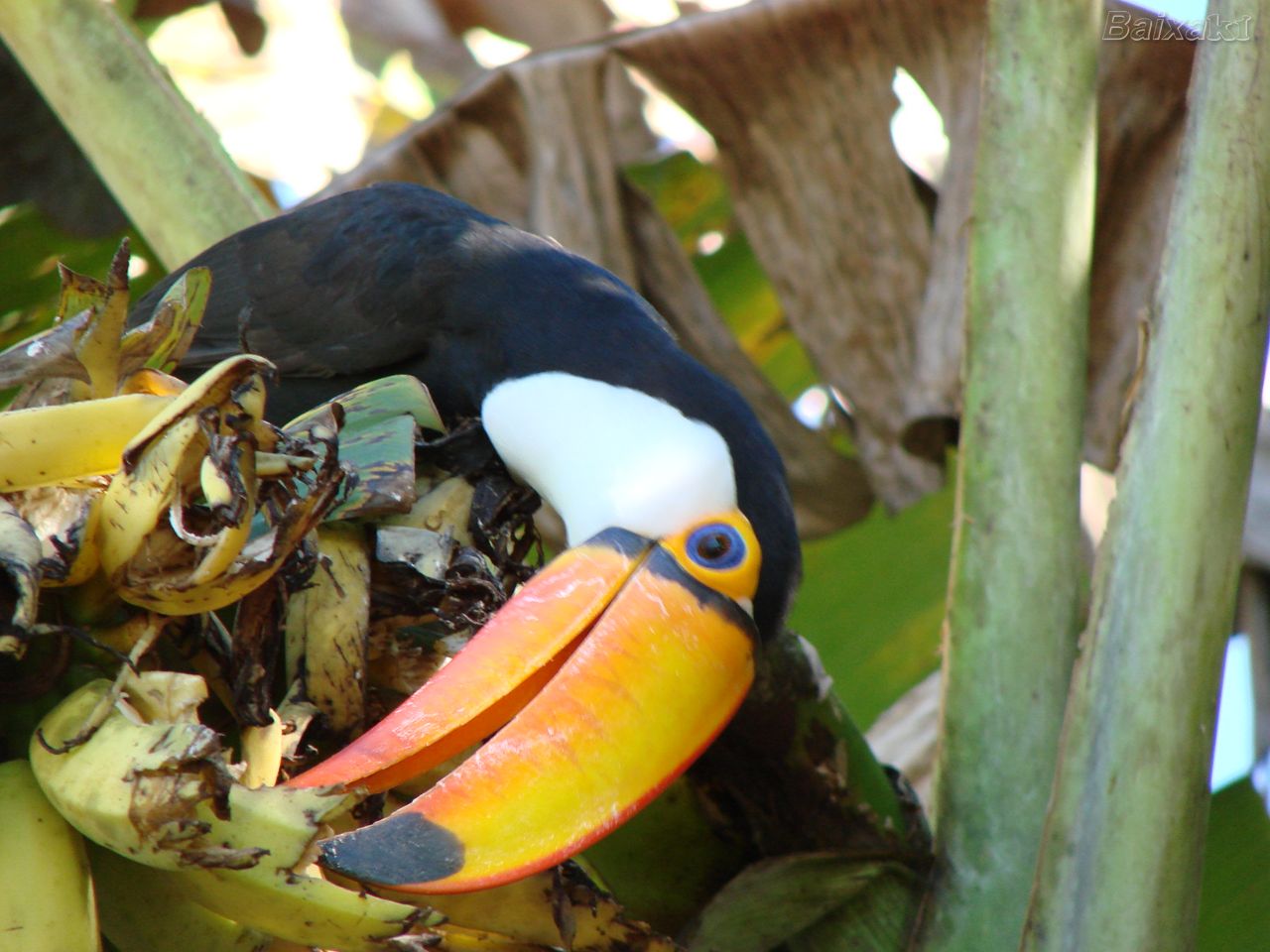 Tucano Comendo 