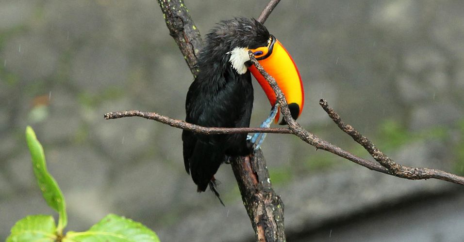 Tucano Em Cima da Árvore 