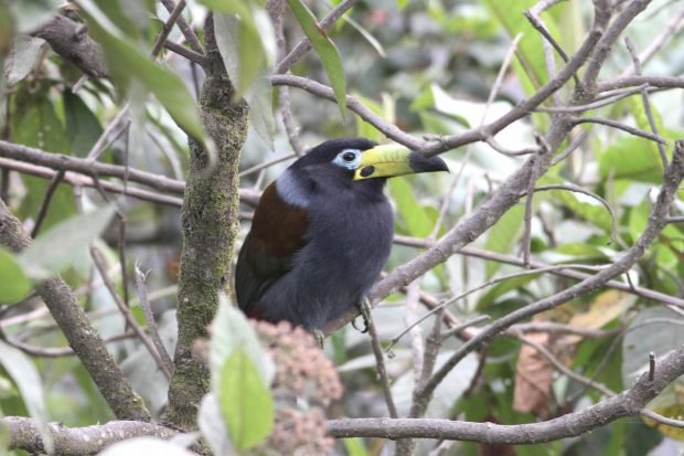 Tucano da montanha de capuz