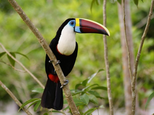 Tucano-de-bico-vermelho