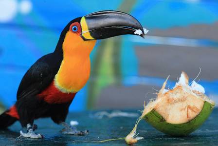 Tucano do Bico Preto Comendo Coco 