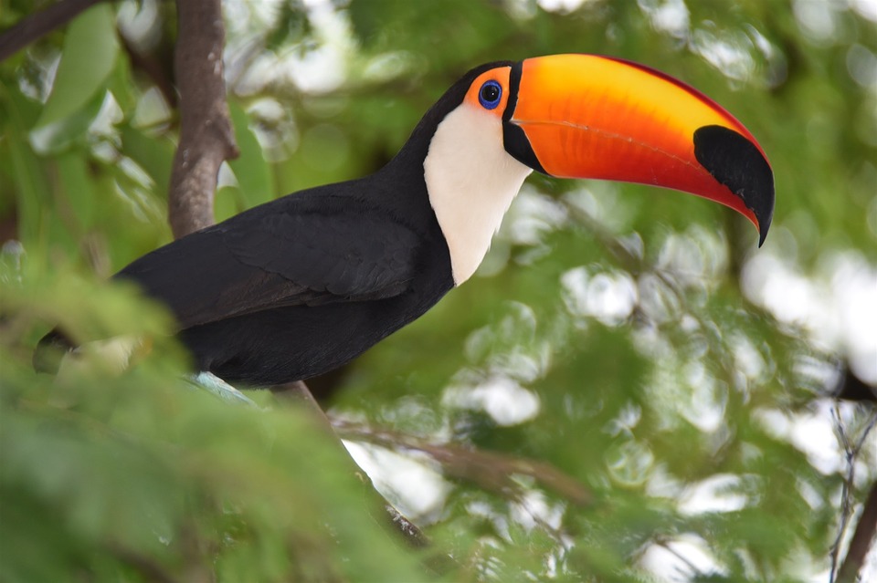 Tucano em Cima da Árvore 