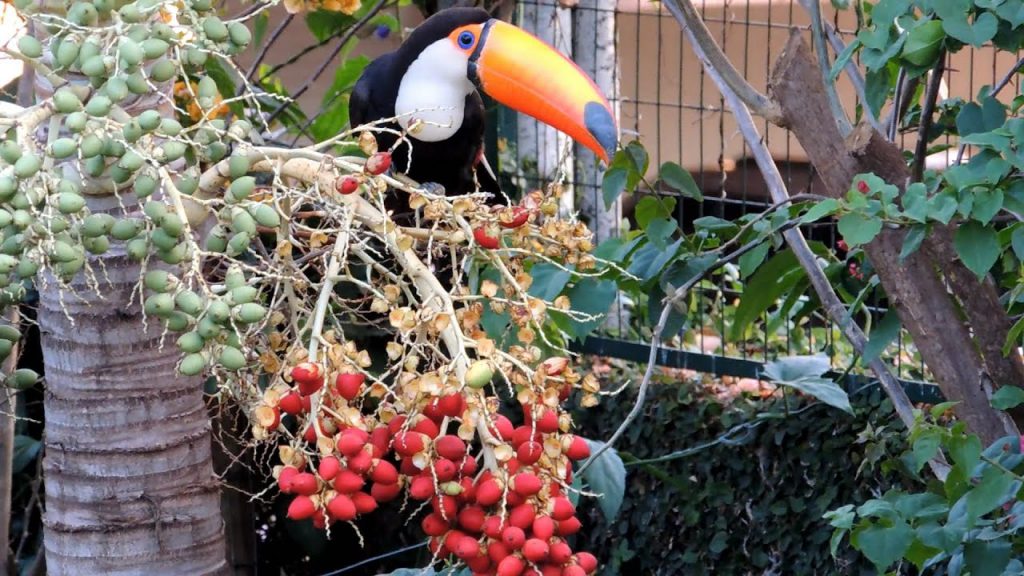 Como Atrair Tucanos Para O Quintal? Dicas Do Que Fazer | Mundo Ecologia