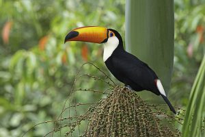 Tudo Sobre O Tucano – Características, Nome Científico E Fotos! | Mundo ...