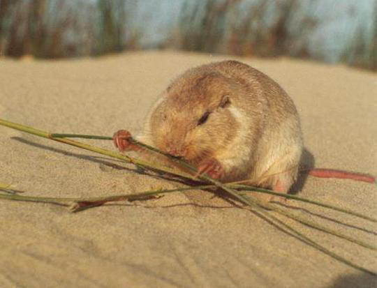 Tuco Tuco Comendo 