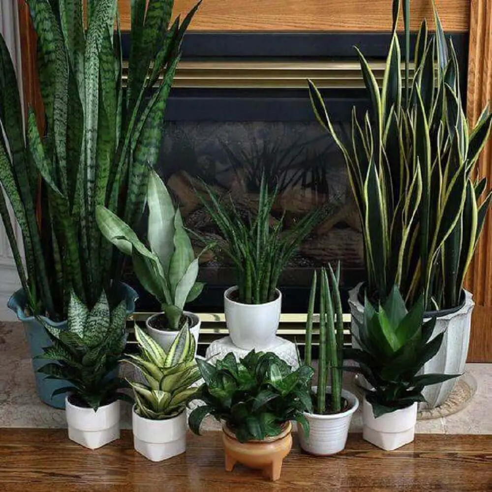 Vasos Com Plantas 