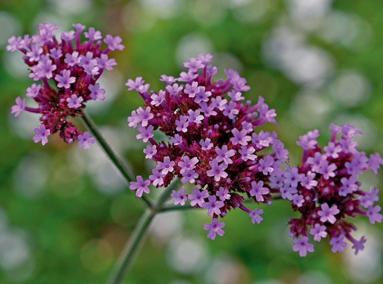 Verbena