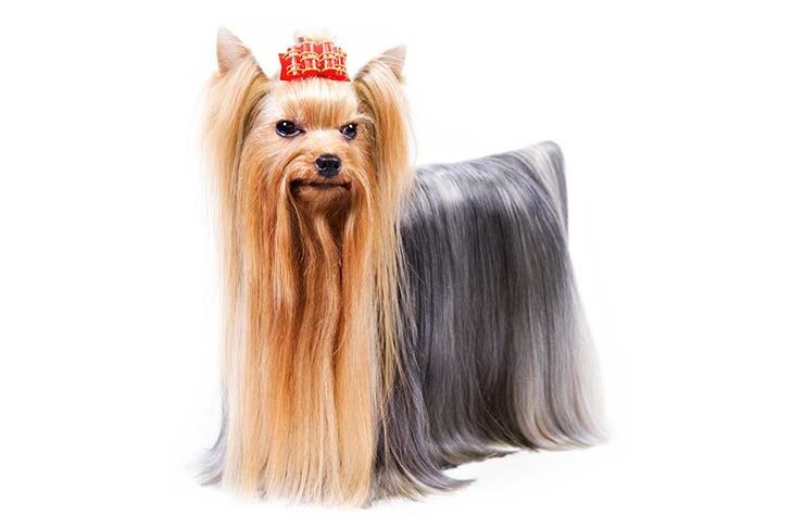 Yorkshire Terriers 