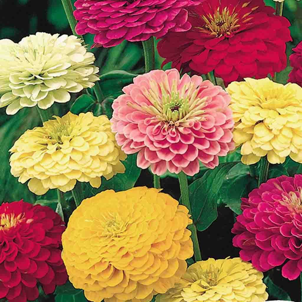 Zinnia