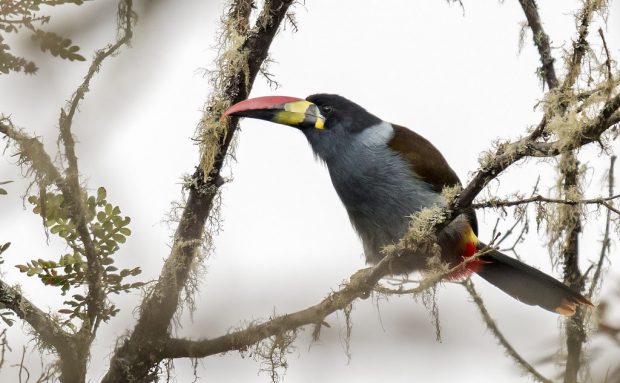 Tucano da montanha de peito cinza