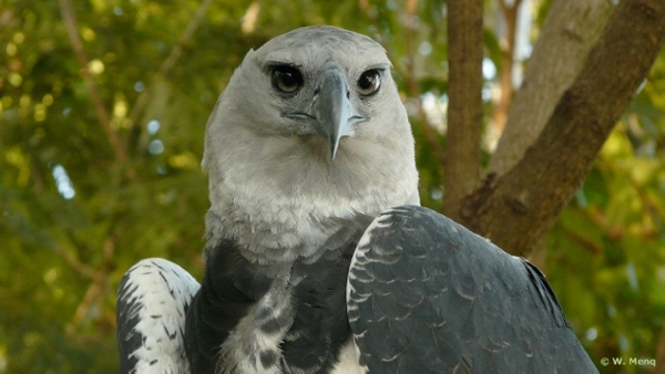 As águias são consideradas predadores do tucano