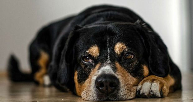 é perigoso cachorro comer lagartixa Clearance