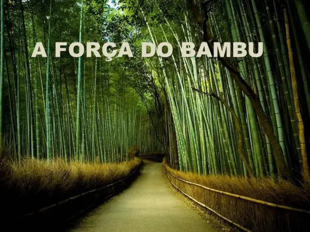 A Força do Bambu 