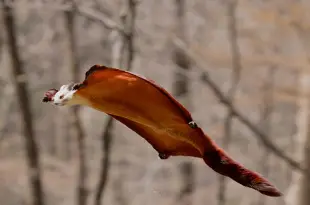 A Pelagem do Esquilo Voador