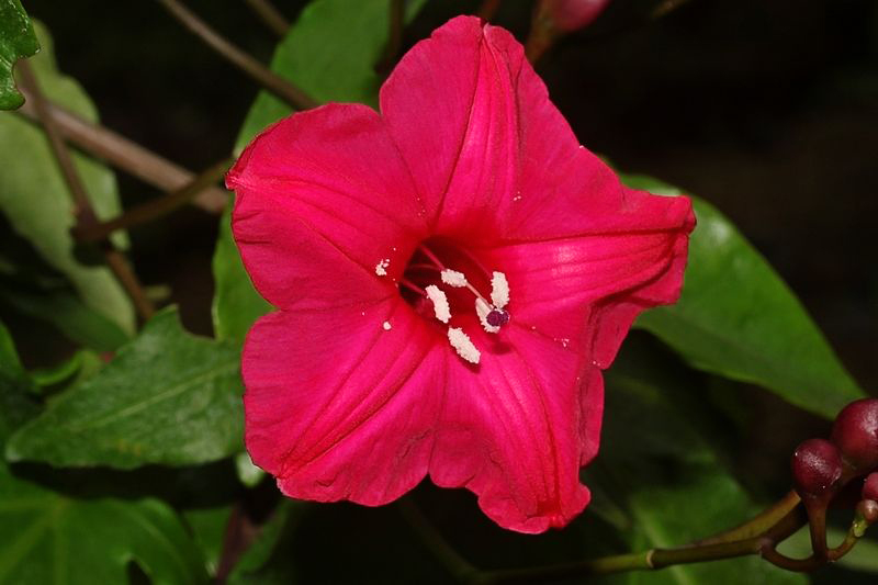 A flor da Ipomeia Rubra