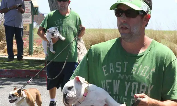Adam Sandler Passeando com Seus Cachorros 