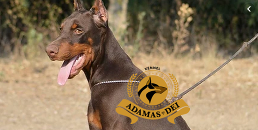 Adamas Dei Kennel