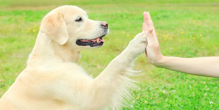 Qual a Raça de Cão Mais Fácil de Adestrar?