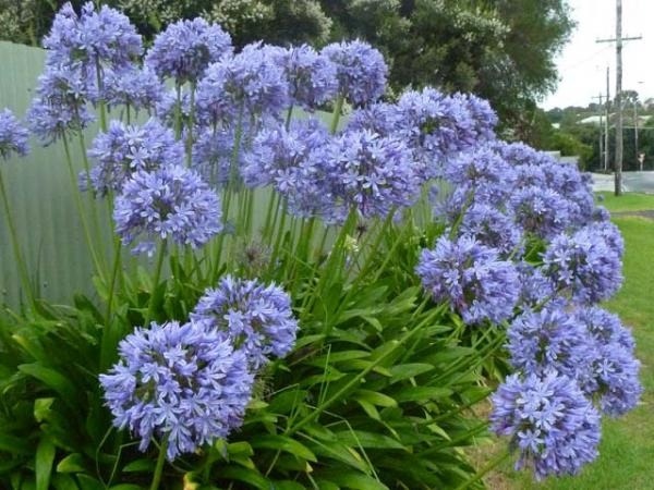 Tudo Sobre a Flor Agapanto: Características, Nome Cientifico E Fotos |  Mundo Ecologia