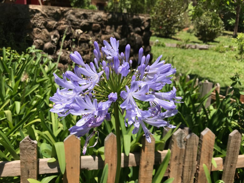 Agapanto no Jardim 