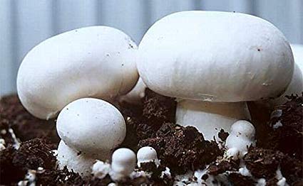 Agaricus Bisporus