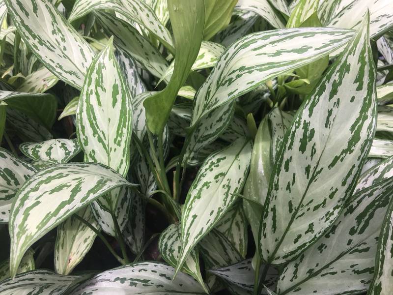 Aglaonema