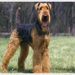 Airedale Terrier