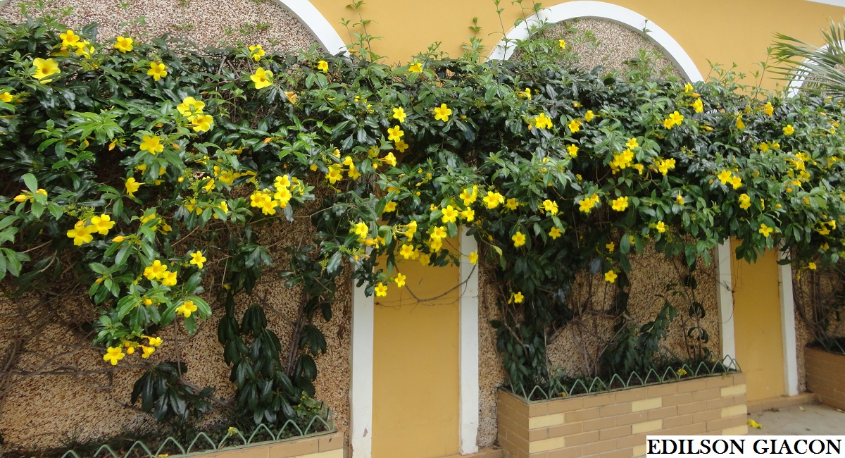 Alamanda Arbustiva na Parede 