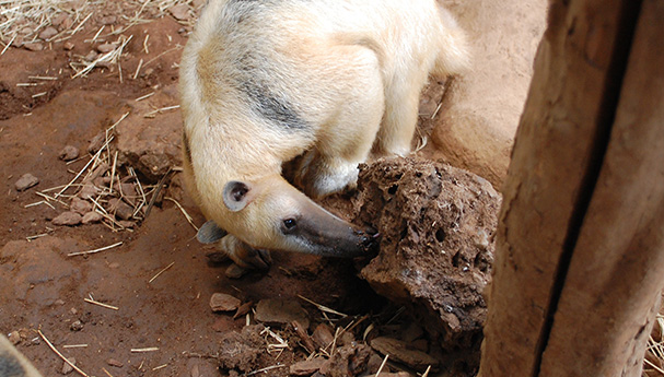 Alimentação do Tamanduá